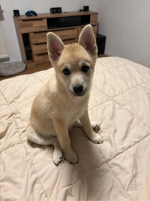 Pomsky Welpen abzugeben. 