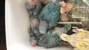 Halsbandsittich BABYS