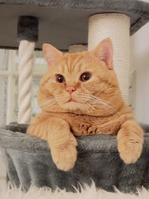 Champion BKH Deckkater sucht passende Katzendame