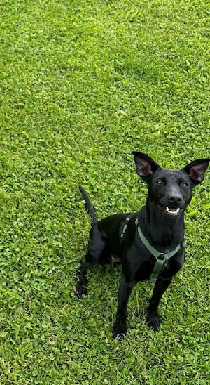 wurfankündigung von labradenkos 