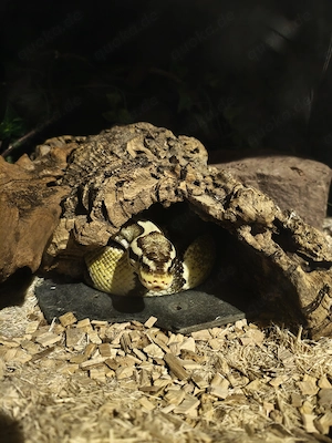 Wunderschöner Königspython 