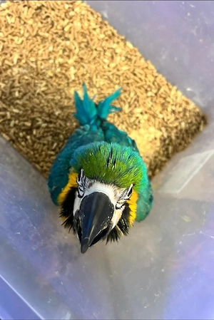 Blau-goldener Hahn und Militärhenne