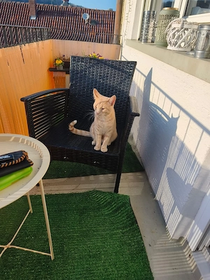 sehr süßer roter kater