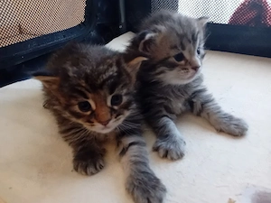 Maine Coon Kitten Grosse Jungs