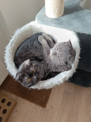 Ein Kater, eine Katze abzugeben.