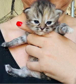 Perser-Birma Mix 7.4.26 geboren