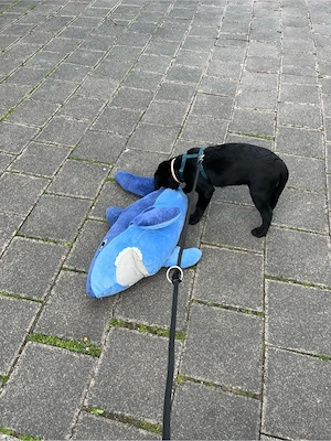 Labrador Welpe Rüde