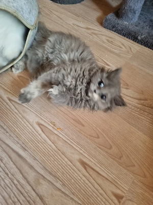 Britisch langhhar kätzchen