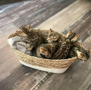 Wunderschöne Bengal-Kätzchen ab dem 28.04.2026 abzugeben