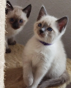 Wunderschöne Siamkatzen 