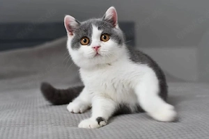 Reinrassige Britisch Kurzhaar Langhaar Kitten abzugeben