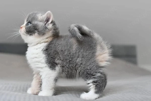 Britisch-Kurzhaar-Katze