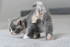 Britisch Kurzhaar-Kätzchen