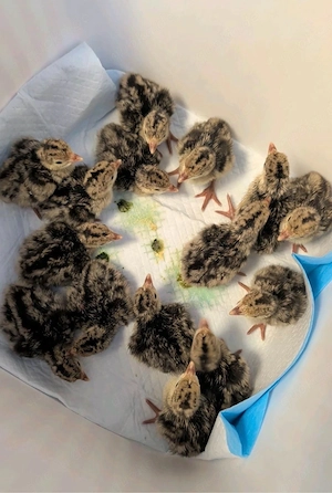 Amerekanische Putenkücken 