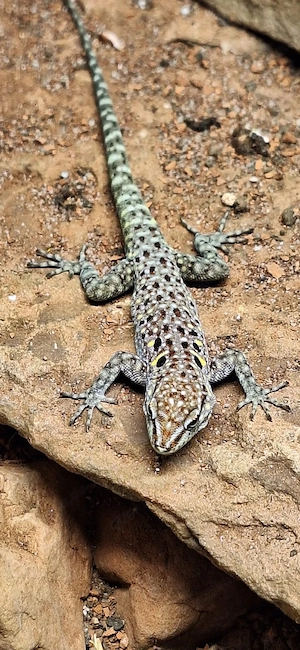 1.0.0 Quedenfeldtia moerens  - Atlastaggecko