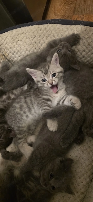  2 süße Kitten (Kater & Katze