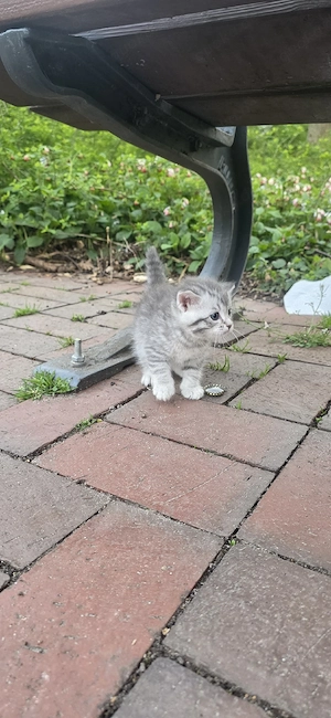 BKH Mix Kitten Kater   Silver Tabby   550  VB