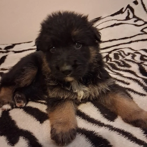 Altdeutscher Schäferhund Langhaar 