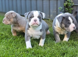 OEB Welpen, Old english Bulldog , lilac und blue