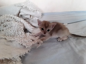 Singapurababy, weibl, jetzt 5 Wochen