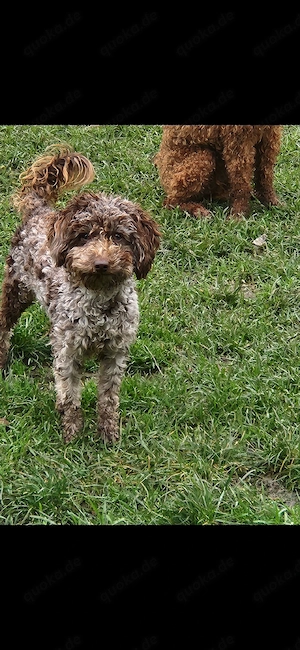 Wunderschöner Toy Pudel Rüde Mr Tinder in seltener Farbe Schoko Merle sucht liebevolles Zuhause 