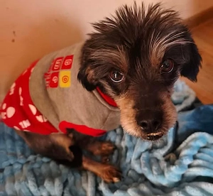 Amalia wartet auf ein richtiges Zuhause