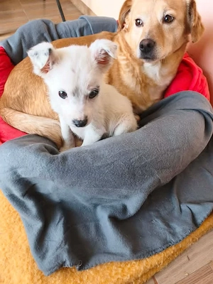 Buffy - schenkst du ihr ein liebevolles Zuhause? Bild 7