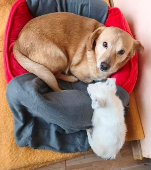 Buffy - schenkst du ihr ein liebevolles Zuhause? Bild 4