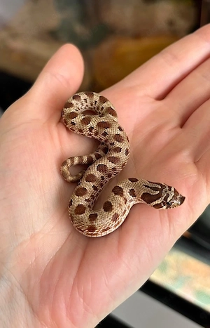 Hakennasennatter von 2025 inklusive Terrarium 