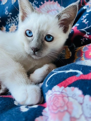 Heilige Birma Siam Bluepoint Kitten