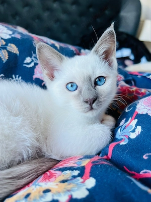 Heilige Birma Siam Bluepoint Kitten