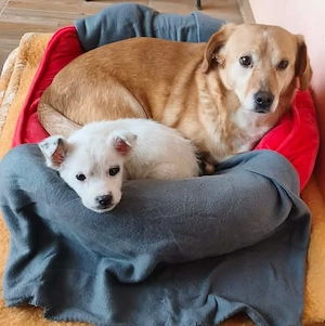Buffy - schenkst du ihr ein liebevolles Zuhause? Bild 5
