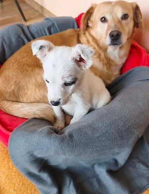 Buffy - schenkst du ihr ein liebevolles Zuhause? Bild 6