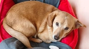 Buffy - schenkst du ihr ein liebevolles Zuhause?