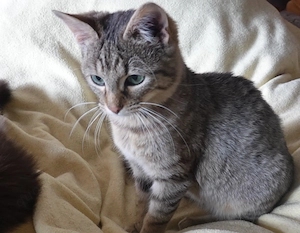 Sehr verschmuste Kitten , junge Kätzchen , Kater 