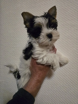 Biewer Yorkshire Terrier 