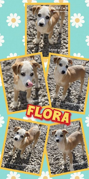 wunderschönes Welpenmädchen "Flora" sucht ein liebevolles Zuhause