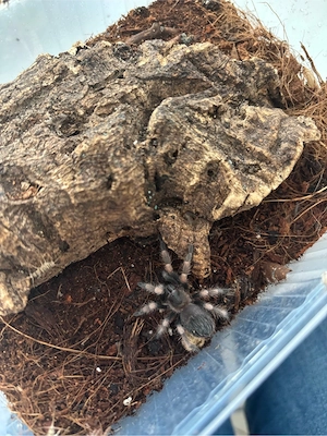 Brachypelma Hamorii *2025