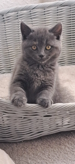 BKH-NORWEGER-MIX Kitten abzugeben 