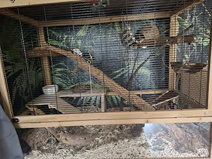 Farbmausgruppe mit Käfig 