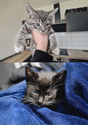 hallo wir haben rine kitte abzugeben