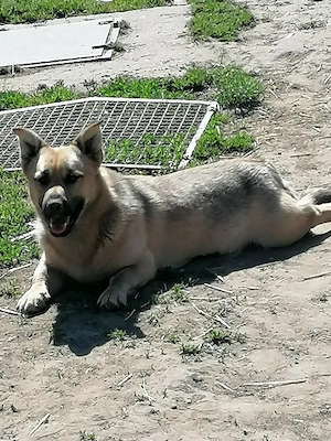 Zoral, PS in Ungarn, ist ein typischer Welpe Bild 1
