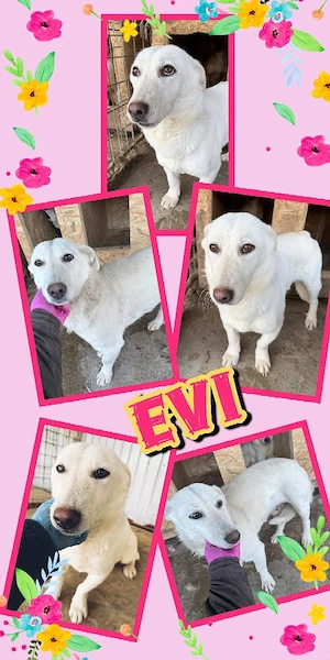 sehr liebe, menschenbezogene, wunderschöne Hündin "Evi" hast Du ein Körbchen frei für mich ?