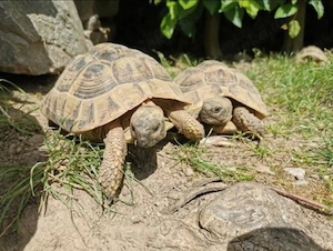 Nehme Landschildkröten auf. Europäische und tropische Arten.