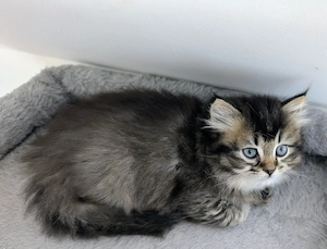 Bkh Britisch Kurzhaar Kitten  Kätzchen