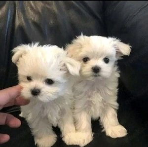 Malteserwelpen zu verkaufen. 