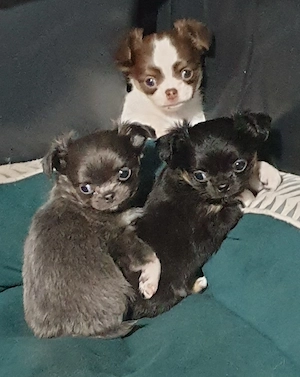 Langhaar Chihuahua Welpen 