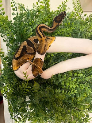 Pied het Desert Ghost 0.1