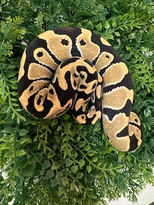 Desert Ghost het Pied 1.0 