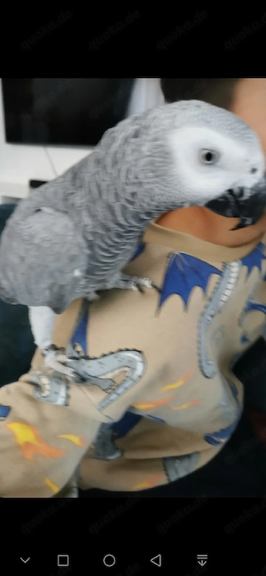  Kongo graupapageien sehr handzahm 